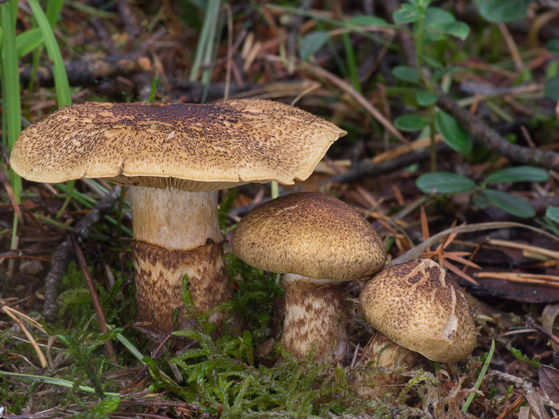 Cortinarius phrygianus